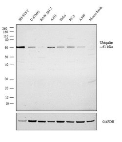 Invitrogen Ubiquilin 1 Polyclonal Antibody 100 &mu;L; Unconjugated:Antibodies,