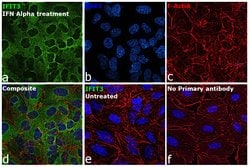 Invitrogen IFIT3 Polyclonal Antibody 100 &mu;L; Unconjugated:Antibodies,