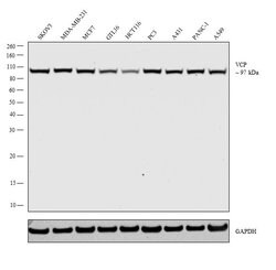 Invitrogen VCP Polyclonal Antibody 100 &mu;L; Unconjugated:Antibodies,