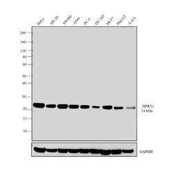 Invitrogen HPRT1 Polyclonal Antibody 100 &mu;L; Unconjugated:Antibodies,