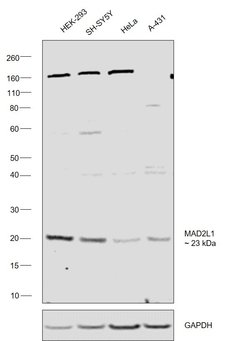 Invitrogen MAD2 Polyclonal Antibody 100 &mu;L; Unconjugated:Antibodies,