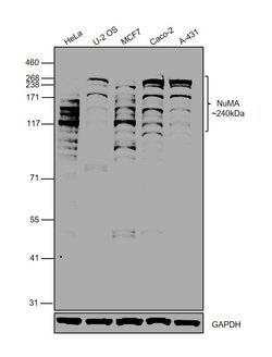 Invitrogen NuMA Polyclonal Antibody 100 &mu;L; Unconjugated:Anticuerpos