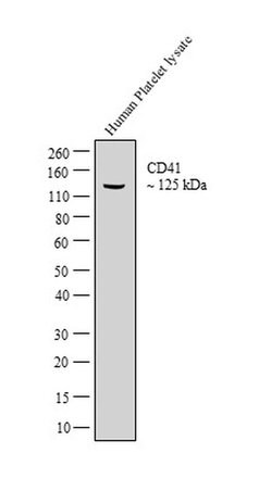 Invitrogen CD41 Polyclonal Antibody 100 μL; Unconjugated:Antibodies,