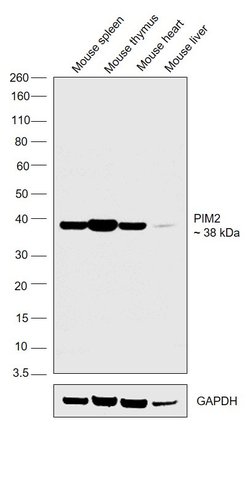 Invitrogen PIM2 Polyclonal Antibody 100 &mu;L; Unconjugated:Antibodies,