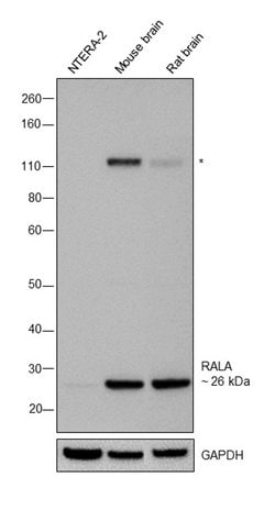 Invitrogen RALA Polyclonal Antibody 100 &mu;L; Unconjugated:Antibodies,