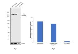 Invitrogen ATM Polyclonal Antibody, DyLight 488 50 &mu;L | Buy Online | Invitrogen&trade; | Fisher Scientific
