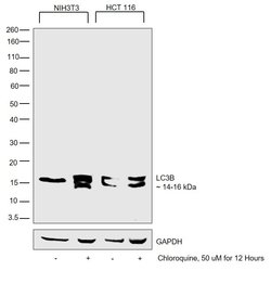 Invitrogen LC3A/LC3B Polyclonal Antibody, DyLight 488 100 &mu;L; DyLight