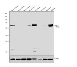 Invitrogen ACSL1 Polyclonal Antibody 100 &mu;L; Unconjugated:Antibodies,