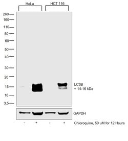 Invitrogen LC3B Polyclonal Antibody, Biotin 100 &mu;L; Biotin:Antibodies,