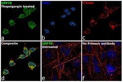 Invitrogen GRP78 Polyclonal Antibody 100 &mu;L; Unconjugated:Antibodies,