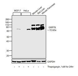 Invitrogen GRP78 Polyclonal Antibody 100 &mu;L; Unconjugated:Antibodies,
