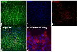 Invitrogen USP9X Polyclonal Antibody 100 &mu;L; Unconjugated:Antibodies,