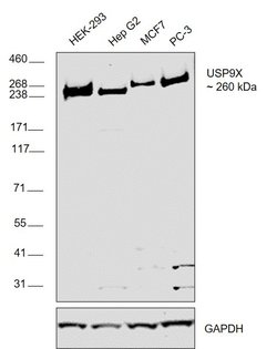 Invitrogen USP9X Polyclonal Antibody 100 &mu;L; Unconjugated:Antibodies,
