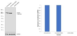Invitrogen USP9X Polyclonal Antibody 100 &mu;L; Unconjugated:Antibodies,