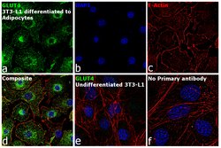 GLUT4 Polyclonal Antibody, Invitrogen 100 &mu;L; Unconjugated:Antibodies,