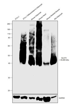 GLUT4 Polyclonal Antibody, Invitrogen 100 &mu;L; Unconjugated:Antibodies,