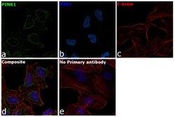 Invitrogen PINK1 Polyclonal Antibody 100 &mu;L; Unconjugated:Antibodies,