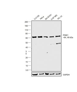 Invitrogen PINK1 Polyclonal Antibody 100 &mu;L; Unconjugated:Antibodies,