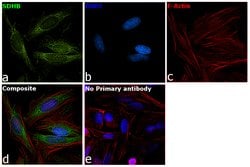 Invitrogen SDHB Polyclonal Antibody 100 &mu;L; Unconjugated:Antibodies,