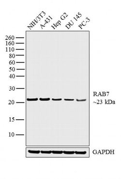 Invitrogen RAB7 Polyclonal Antibody 100 &mu;g; Unconjugated:Antibodies,
