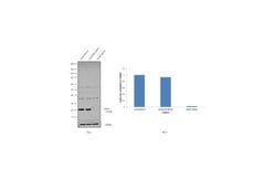 Invitrogen RAB7 Polyclonal Antibody 100 &mu;g; Unconjugated:Antibodies,