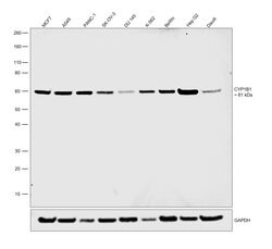 Invitrogen CYP1B1 Polyclonal Antibody 100 &mu;g | Buy Online | Invitrogen&trade; | Fisher Scientific