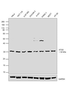Invitrogen ATG5 Polyclonal Antibody 100 &mu;g; Unconjugated:Antibodies,
