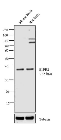 Invitrogen S1PR2 Polyclonal Antibody 100 &mu;g; Unconjugated:Antibodies,