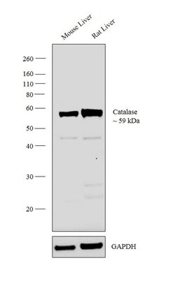 Catalase Rabbit anti-Bovine, Human, Mouse, Rat, Polyclonal, Invitrogen