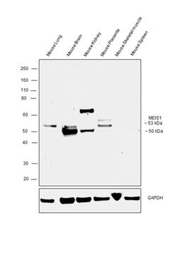 Invitrogen MEIS1 Polyclonal Antibody 100 &mu;g; Unconjugated:Antibodies,
