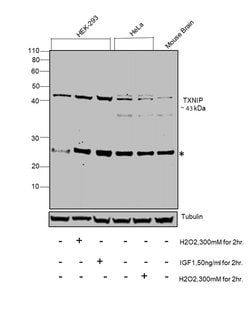 Invitrogen TXNIP Polyclonal Antibody 100 &mu;g; Unconjugated:Antibodies,