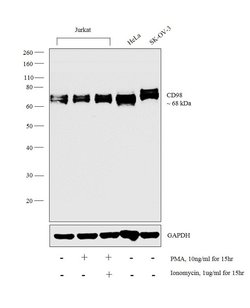 Invitrogen CD98 Polyclonal Antibody 400 &mu;L; Unconjugated:Antibodies,