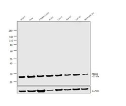 Invitrogen PRDX6 Polyclonal Antibody 400 &mu;L; Unconjugated:Antibodies,