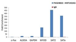 Invitrogen HIST1H2AG Polyclonal Antibody 400 &mu;L; Unconjugated:Antibodies,