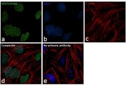 Invitrogen HIST1H2AG Polyclonal Antibody 400 &mu;L; Unconjugated:Antibodies,