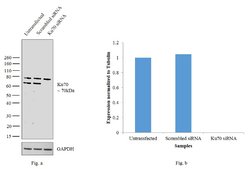 Invitrogen Ku70 Polyclonal Antibody 400 &mu;L; Unconjugated:Antibodies,