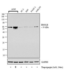 Invitrogen ERO1LB Polyclonal Antibody 400 &mu;L; Unconjugated:Antibodies,
