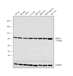 Invitrogen AXIN2 Polyclonal Antibody 400 &mu;L; Unconjugated:Antibodies,