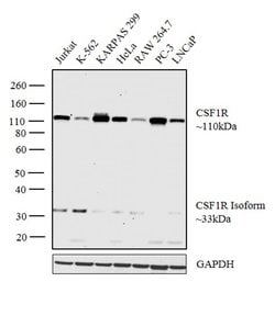 Invitrogen CSF1R Polyclonal Antibody 400 &mu;L; Unconjugated:Antibodies,