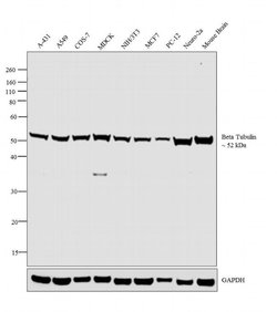 beta Tubulin Rabbit anti-Human, Non-human primate, Rat, Polyclonal, Invitrogen