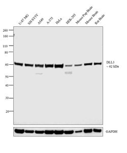 Invitrogen DLL3 Polyclonal Antibody 200 &mu;L; Unconjugated:Antibodies,