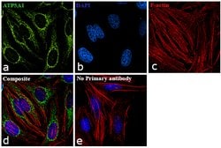 Invitrogen ATP5A1 Polyclonal Antibody 400 &mu;L; Unconjugated:Antibodies,