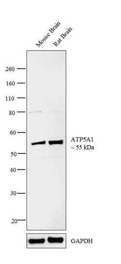 Invitrogen ATP5A1 Polyclonal Antibody 400 &mu;L; Unconjugated:Antibodies,
