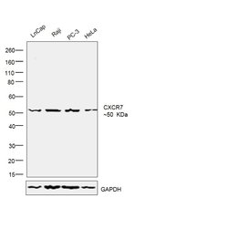 Invitrogen CXCR7 Polyclonal Antibody 100 &mu;L; Unconjugated:Antibodies,