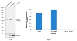 Invitrogen CXCR7 Polyclonal Antibody 100 &mu;L; Unconjugated:Antibodies,