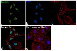 Invitrogen Survivin Polyclonal Antibody 100 &mu;L; Unconjugated:Antibodies,