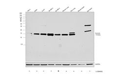 Invitrogen Survivin Polyclonal Antibody 100 &mu;L; Unconjugated:Antibodies,