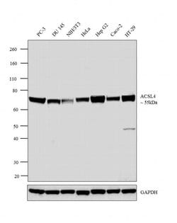 ACSL4 Polyclonal Antibody, Invitrogen 100 &mu;L; Unconjugated:Antibodies,