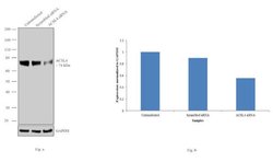 ACSL4 Polyclonal Antibody, Invitrogen 100 &mu;L; Unconjugated:Antibodies,