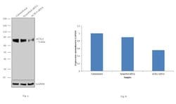 ACSL4 Polyclonal Antibody, Invitrogen 100 &mu;L; Unconjugated:Antibodies,
